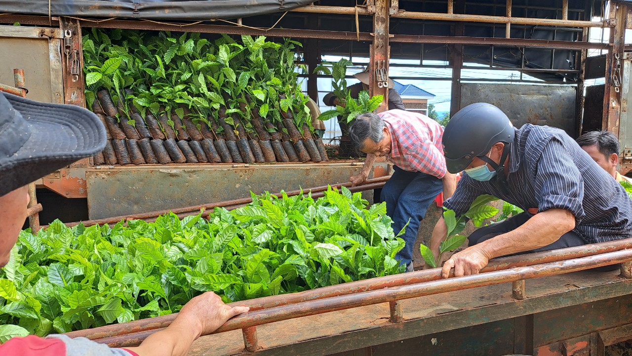 Hinh 3. Hõ trợ giống cây cà phê tại xã Ea Tam